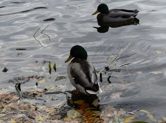 duck and ducklings