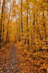 Autumn forest landscape