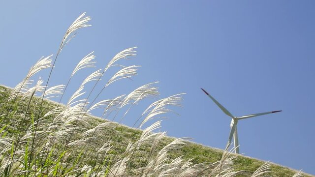 風にゆれるススキと風力発電所