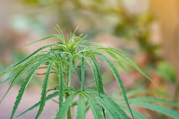Close-up of cannabis plant growing at outdoor marijuana farm with sunlight. Texture of marijuana leaves. Concept of cannabis plantation for medical.