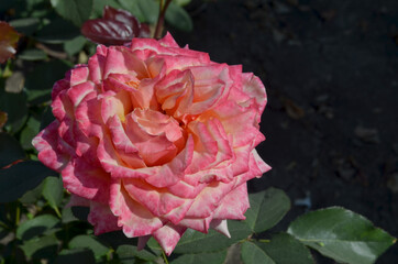 Close-up rose with many petals