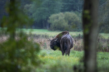 Naklejka premium European bison in the Białowieża National Park. Huge male on the grazing. Bison out of the forest. Wild bison in Poland. Autumn in the wildlife. 