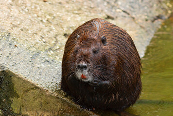 tranquil coypu at an animal park