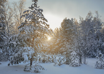 Winter morning in the forest. Pine trees in the snow against the background of sunrise.