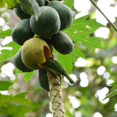 A green color bird eating pappaya fruit
