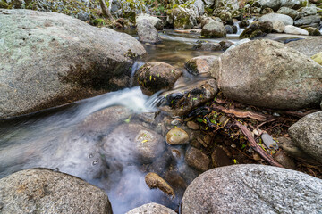 Rocas y musgo en el rio Iruelas. Avila. España. Europa.