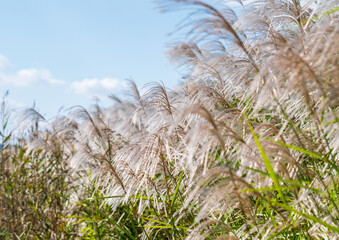 Fototapeta premium すすき