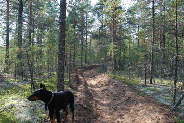 dog in the forest