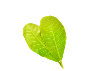 Fototapeta premium green leaf isolated on white