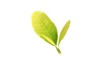 green leaf isolated on white