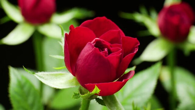 Beautiful opening Red rose on Black background. Petals of Blooming pink rose flower open, time lapse, close-up. Holiday, love, birthday. Bud closeup. Macro. 4K UHD video timelapse