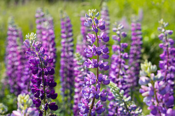 Fototapeta premium Purple lupin field with solar, Violet flowers and green field at summer day. Violet lupines with solar. Purple flowers background