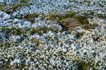 musgo con escarcha