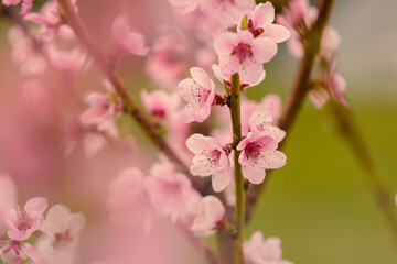 Fototapeta na wymiar Pink peach blossom 