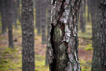 Rough texture of a pine tree bark. A forest near Warsaw, Poland. A dark autumn day.