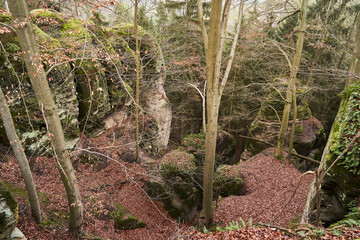 Bosque magico