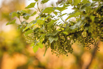 immuture currant in the garden