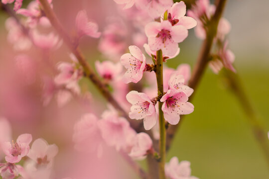 Pink peach blossom © Martina