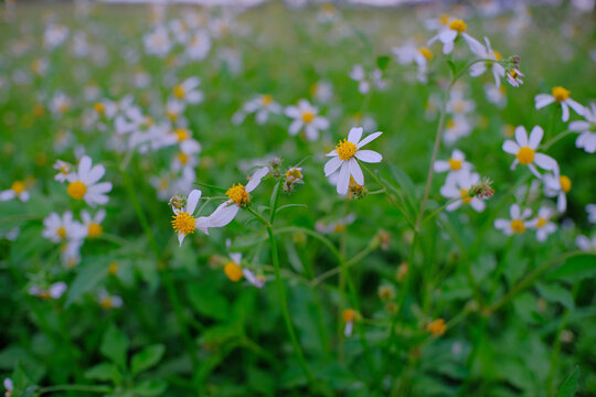 White and yellow black-jack flowers fields, bidens pilosa flowers, chamomile flowers