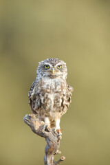 European owl perched on a branch