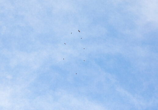 Vultures Circling In The Sky