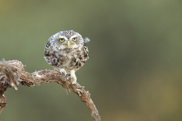 Little owl (Athene noctua) perched on a branch