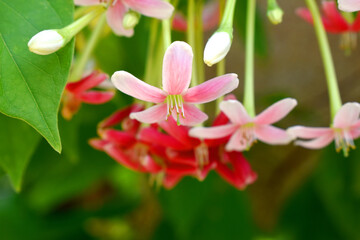 Close up of Chinese honeySuckle flower. (Quisqualis indica, Rangoon Creeper, Drunken Sailor)