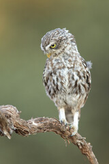 European owl perched on a branch