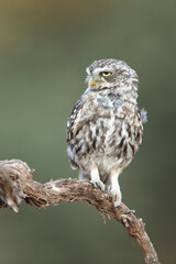 Little owl (Athene noctua) perched on a branch and looking left