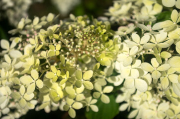 Obraz premium hydrangea in sunlight