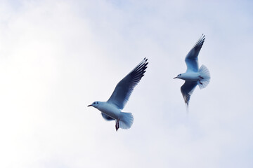 Seagulls flying in the blue sky background