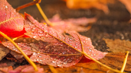 HERBST 2
