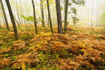 Obraz premium Laubwald Herbst