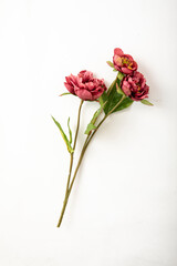 Obraz premium 造花