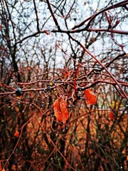 autumn leaves, rain drops on a branch