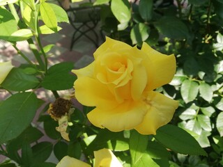 yellow rose in garden