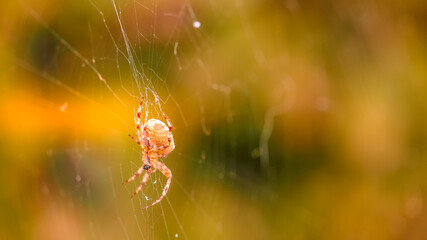 SPINNE