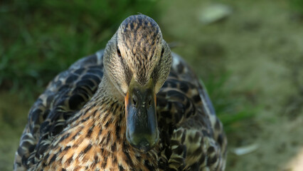 close-up of a mallard female