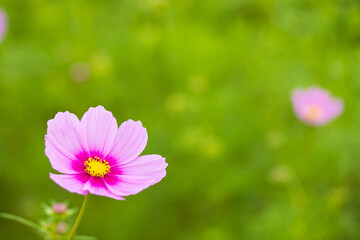 コスモス　花