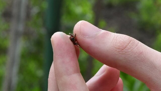 The soldier beetle takes off from a man hand. Soldier beetle (Cantharis livida) is a species of soldier beetle belonging to the genus Cantharis family Cantharidae. Close-up slow motion video.