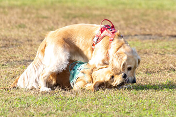 森林公園／ゴールデンレトニエル