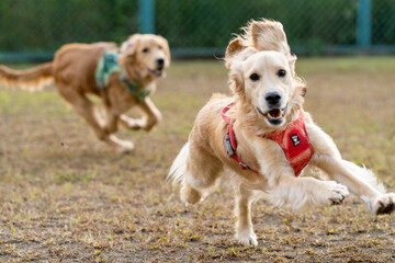 森林公園／ゴールデンレトニエル