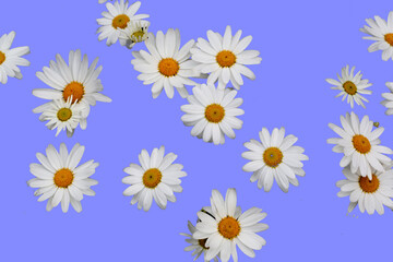 daisies standing on isolated background.