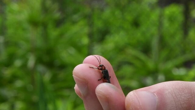 The soldier beetle takes off from a man hand. Soldier beetle (Cantharis livida) is a species of soldier beetle belonging to the genus Cantharis family Cantharidae. Close-up slow motion video.