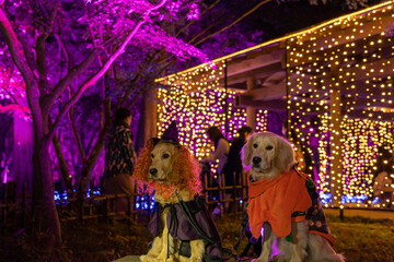 森林公園／ゴールデンレトニエル