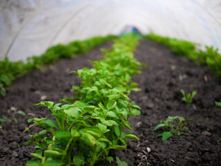 A row of tomatoes growing in a greenhouse