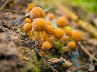 beautiful mushrooms in the forest