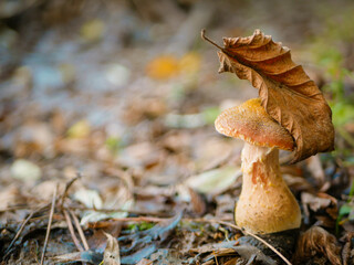beautiful mushrooms in the forest