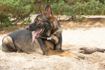 Fototapete bei efototapeten.de bestellen   