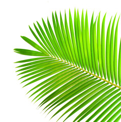 Obraz premium palm tree leaves